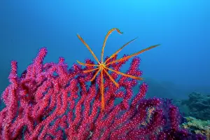 Italy Prints: Feather star on Red gorgonian (Paramuricea clavata)