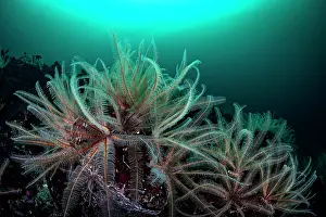 Plankton Prints: Feather stars (Florometra serratissima) feeding on plankton