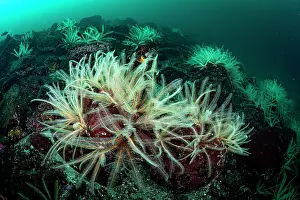Plankton Prints: Feather stars (Florometra serratissima) feeding on plankton
