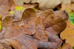 Foliage Prints: Feathered thorn (Colotois pennaria) camouflaged on dried leaves