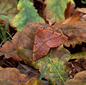 Feathered thorn moth (Colotois pennaria) camouflaged amongst fallen oak leaves, Rehaghy Mountain