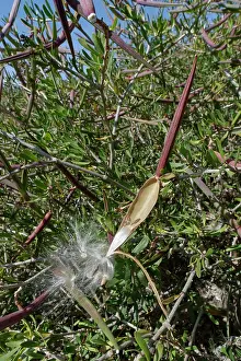 Almeria Prints: Feathery seeds bursting from a ripe