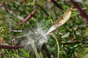 Almeria Prints: Feathery seeds bursting from a ripe
