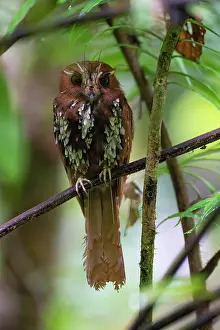 Oceania Prints: Feline owlet-nightjar (Aegotheles insignis) perched in tree, Arfak, West Papua, New Guinea