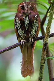 Oceania Prints: Feline owlet-nightjar (Aegotheles insignis) perched in tree, Arfak, West Papua, New Guinea