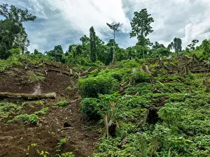 Environmental Issues Prints: Felled trees at the edges of a local farm a community