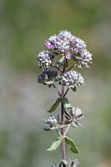 Labiatae Prints: Felty germander / Cat-thyme (Teucrium capitatum) flowering on coastal grassland