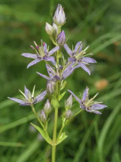 Gentian Prints: Felwort (Swertia perennis) in flower, Italy. July