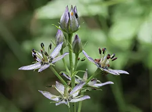Gentian Prints: Felwort (Swertia perennis) in flower, Italy. July