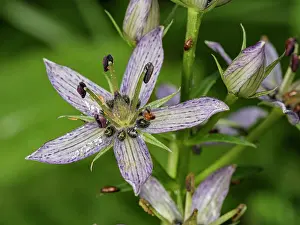 Gentian Prints: Felwort (Swertia perennis) in flower, Italy. July