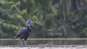 Bucerotiformes Prints: Female Abyssinian ground hornbill (Bucorvus Abyssinicus) walking along riverbank