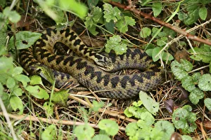 Patterns Prints: Female Adder (Vipera berus) basking in hazy September sun, Surrey, England