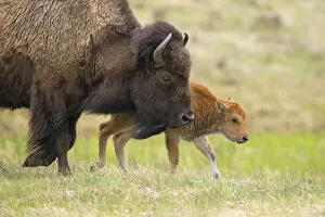 American Buffalo Gallery: Female American buffalo (Bison bison) walking across grassland with newborn calf