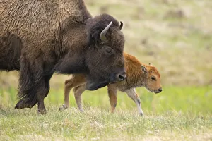 Female American buffalo (Bison bison) walking across grassland with newborn calf, Yellowstone National Park, Wyoming, USA. May