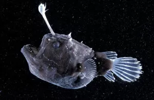 Anglerfish Gallery: Female Angler fish {Himantolophus sp} deep sea species