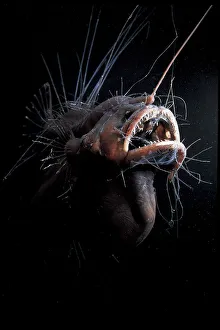 Female Anglerfish fanfin seadevil (Caulophryne jordani) - Deep sea species from Atlantic Ocean