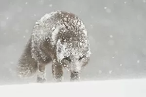 Bad Weather Gallery: Female Arctic fox (Vulpes lagopus) in snow, Hornstrandir, Iceland