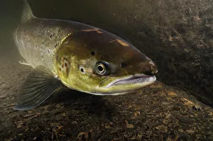 Female Atlantic salmon (Salmo salar) migrating up river to spawn, River Caldew, Cumbria