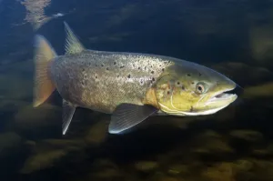 Images Dated 13th October 2008: Female Atlantic salmon (Salmo salar) River Orkla, Norway, October 2008