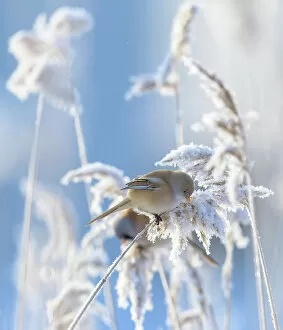 Christmas Gallery: Female Bearded reedling (Panurus biarmicus) perched on frost-covered reeds, Finland. February