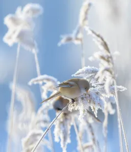 Cold Weather Prints: Female Bearded reedling (Panurus biarmicus) perched on frost-covered reeds