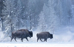 Female Bison (Bison bison) with calf walking through snow, in front of frost-covered forest, Yellowstone National Park