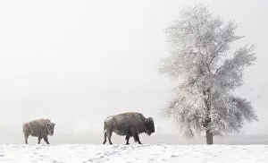 Images Dated 6th April 2022: Female Bison (Bison bison) with young calf, walking over snow in front of frost-covered tree