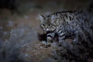 Female Black-footed cat (Felis nigripes) in the desert at night, Karoo, South Africa