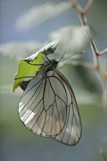 Aporia Crataegi Gallery: Female Black veined white butterfly (Aporia crataegi) laying eggs on Buckthorn, Lagadin region
