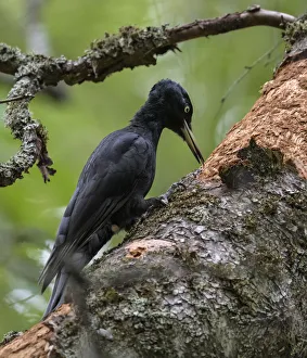 Images Dated 28th February 2022: Female Black woodpecker (Dryocopus martius), pecking at tree trunk, Finland. September