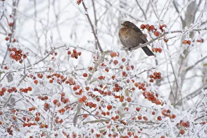 Fruit Prints: Female Blackbird (Turdus merula) perched in crab apple tree in winter