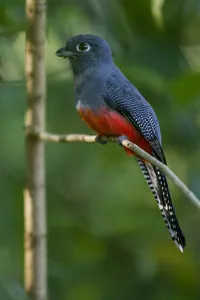 Trogoniformes Prints: Female Blue-crowned trogon (Trogon curucui) perched on twig, Tambopata, Madre de Dios