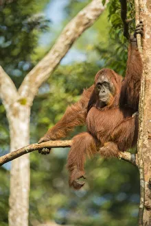Female Bornean orangutan (Pongo pygmaeus) sitting in a tree, Tanjung Puting National Park