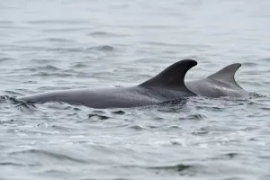 Female Bottlenosed dolphin (Tursiops truncatus) with calf surfacing, patrolling rip-current