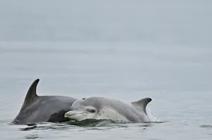 Bottlenose Prints: Female Bottlenosed dolphin (Tursiops truncatus) with calf surfacing, Moray Firth