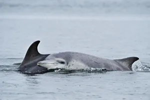 Female Bottlenosed dolphin (Tursiops truncatus) with calf surfacing, Moray Firth