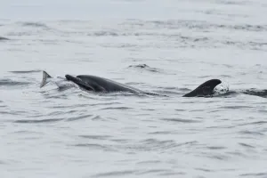 Female Bottlenosed dolphin (Tursiops truncatus) with sea trout, Moray Firth, Nr Inverness