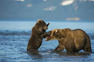 Female Brown bear (Ursus arctos) with cub playing in lake Kuril, Kronotsky Nature Reserve