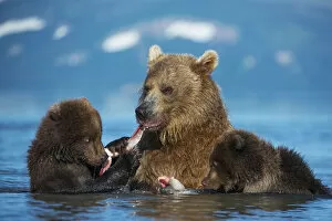 Female Brown bear (Ursus arctos) with two cubs, eating fish in lake Kuril