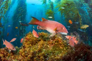 Kelp Prints: Female California sheephead (Semicossyphus pulcher) and miscellaneous reef fish swimming