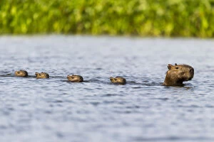 Female Capybara (Hydrochoerus hydrochaeris) swimming in line with young after escaping