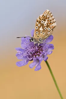 Dipsacaceae Prints: Female chalkhill blue butterfly (Lysandra coridon) with wings closed resting on Devils-bit