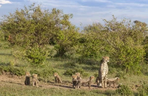Acinonyx Jubatus Gallery: Female cheetah (Acinonyx jubatus) named Silgi (means bright future in Swahili)