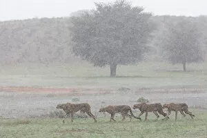 Southern Africa Gallery: Female Cheetah (Acinonyx jubatus) with juveniles crossing grassland in rain storm