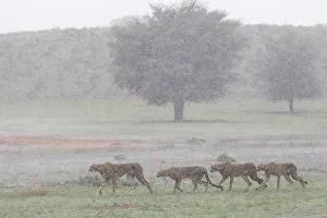 Cheetah Prints: Female Cheetah (Acinonyx jubatus) with juveniles crossing grassland in rain storm