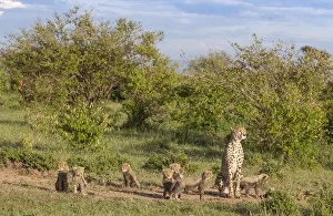 Cheetah Prints: Female cheetah (Acinonyx jubatus) named Silgi (means bright future in Swahili)