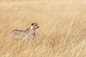 Cheetah Prints: Female Cheetah (Acinonyx jubatus) standing in long grass on the savannah