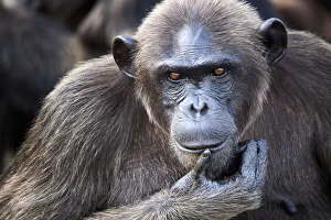 February 2022 Highlights Collection: Female chimpanzee (Pan troglodytes troglodytes) portrait
