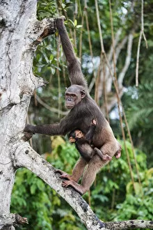 Female Chimpanzee (Pan troglodytes troglodytes) climbing in trees carrying her infant, Conkouati-Douli National Park