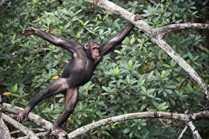 Images Dated 11th November 2021: Female Chimpanzee (Pan troglodytes troglodytes) swinging along tree branches